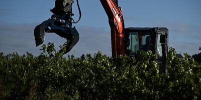 Entre "peste et choléra", Bordeaux se résigne à arracher ses vignes