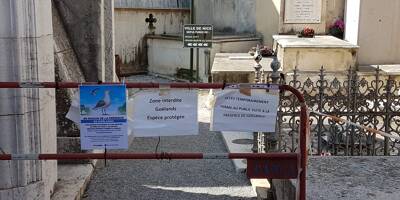 Pourquoi des goélands ont imposé la fermeture d'un cimetière de Nice