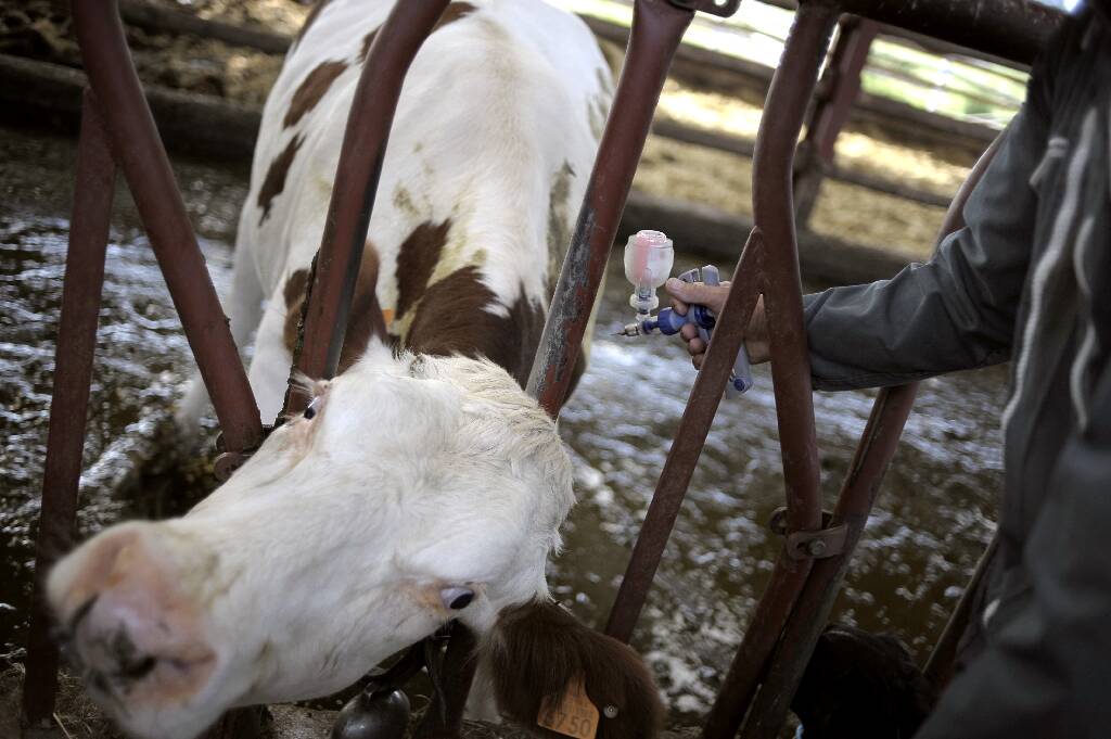 Dermatose des bovins: l'Etat démarre ce week-end la vaccination de 285.000 bovins