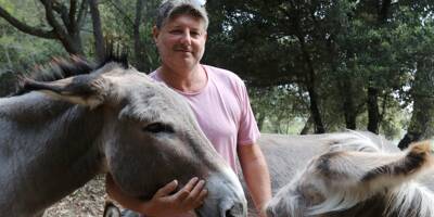 À Roquebrune-Cap-Martin, les 7 ânes de Serge débroussaillent les espaces publics du village