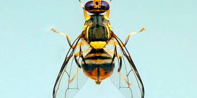 Indésirables car néfastes, des mouches originaires du sud-est de l'Asie capturées pour la première fois en Paca