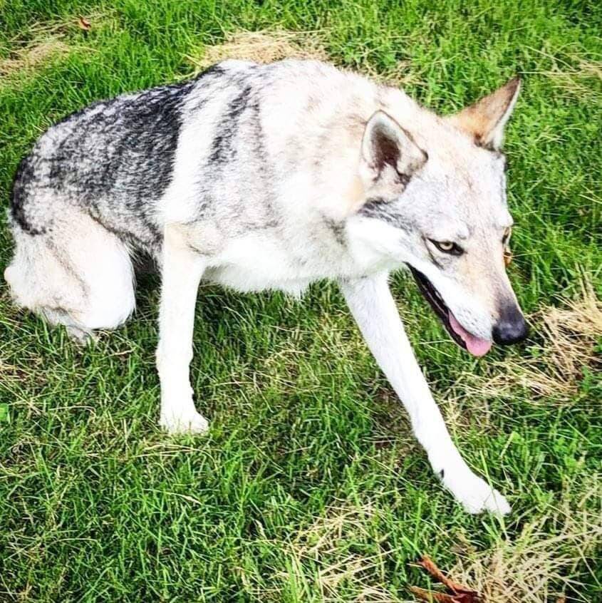 Avez-vous vu Praika, un chien-loup disparu depuis deux mois à Breil-sur-Roya?