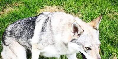 Avez-vous vu Praika, un chien-loup disparu depuis deux mois à Breil-sur-Roya?