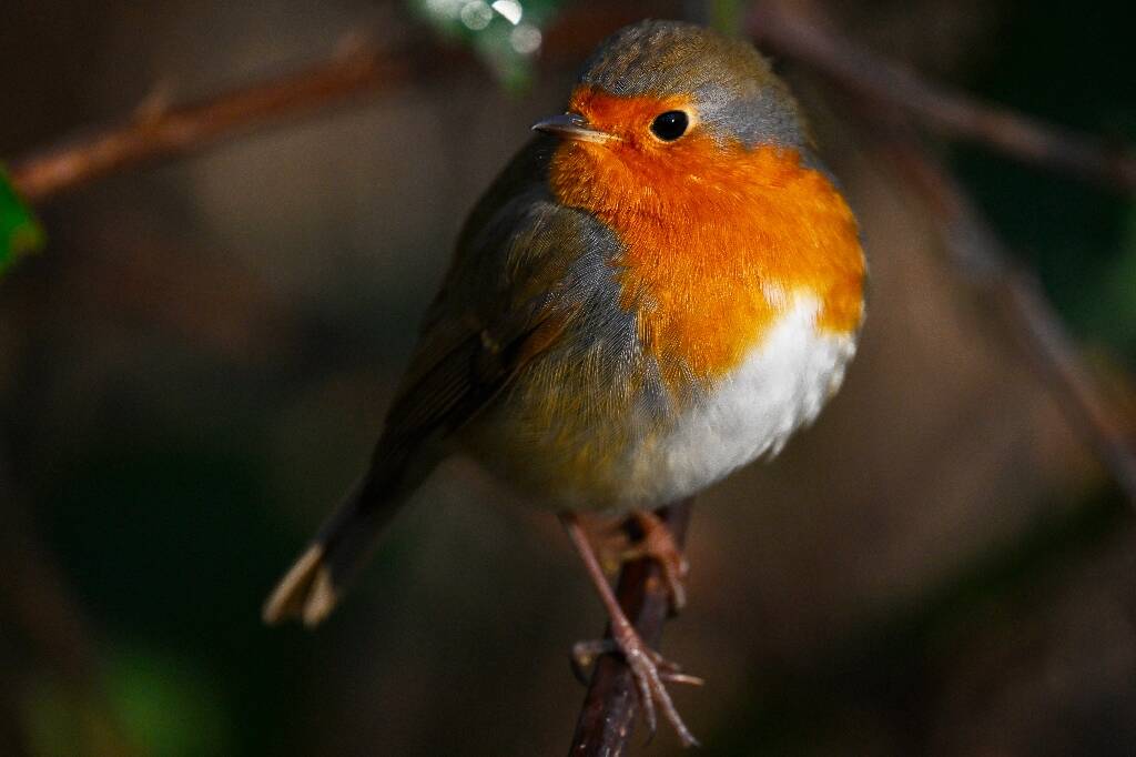 Un trafic d'espèces protégées d'oiseaux au coeur d'un procès inédit