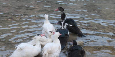 À Breil-sur-Roya, sept canards de Barbarie ont été relâchés pour garnir le lac