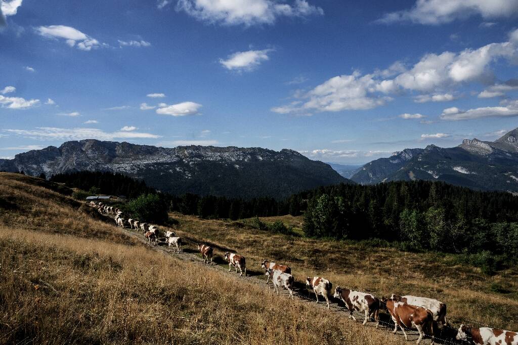 "On perd un reblochon par jour et par vache": dans les montagnes des Alpes, les fromages souffrent d'un été trop chaud