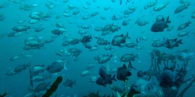Au large du Chili, les trésors de la haute mer suspendus à un vote de l'ONU pour devenir un sanctuaire de biodiversité