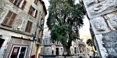 Il a presque 5 siècles: le vieux frêne de Vence va-t-il devenir l'arbre français de l'année?