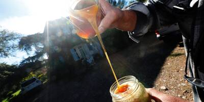 Météo déréglée, production contrastée: comment le climat a perturbé la récolte de miel dans le Var