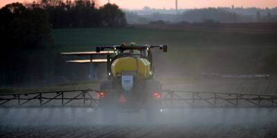 Herbicide interdit par l'UE: les semis de la dernière chance pour les endiviers