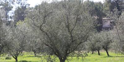 Comment cette variété d'olive, longtemps délaissée, est remise au goût du jour au Val