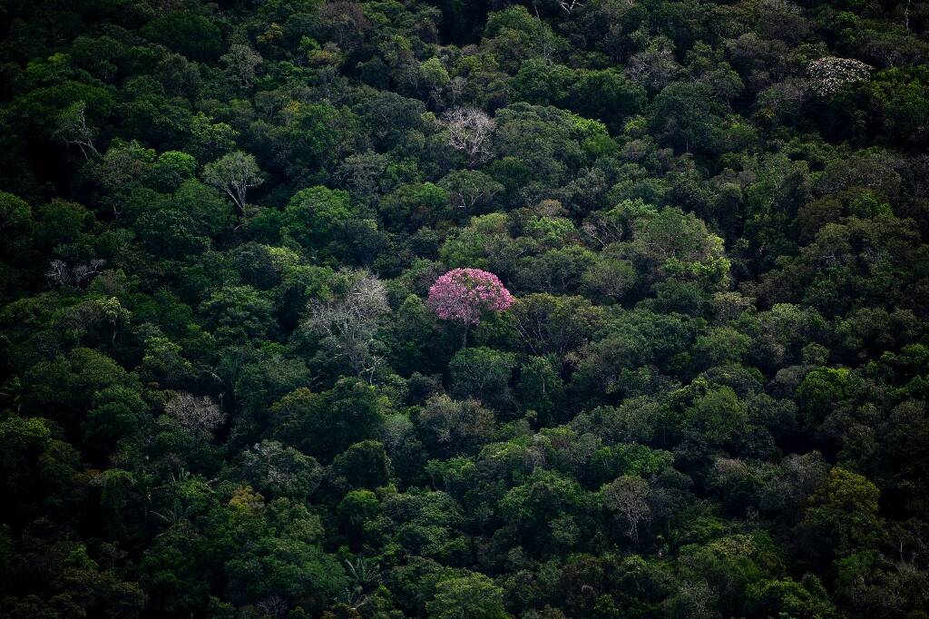 Forêt mixte, le jeu de société où créer de la biodiversité devient