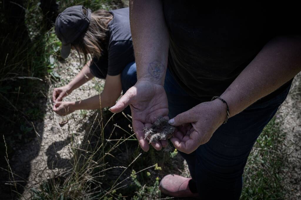 Contre la prédation du loup, ces bénévoles montent la garde en estive pour aider les éleveurs