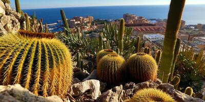 Le Jardin Exotique de Monaco couronné de huit prix au Salon Euroflora