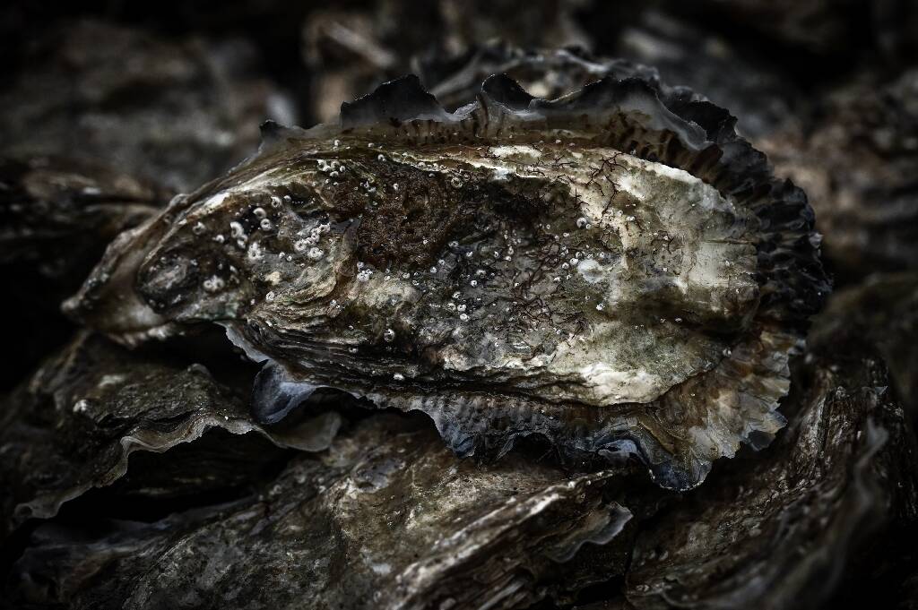 "Beaucoup savaient" que les huîtres d'Arcachon étaient contaminées: une association porte plainte