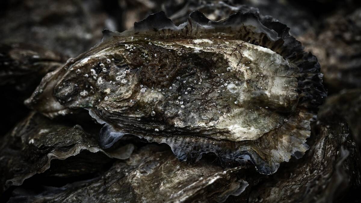 Beaucoup savaient que les huîtres d'Arcachon étaient contaminées: une  association porte plainte - Nice-Matin