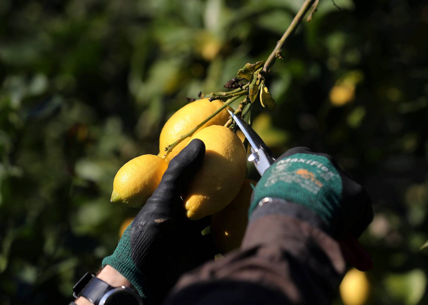 Parmi les associations subventionnées : l’APCM, pour soutenir le développement de la filière du citron de Menton.