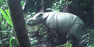 Il en resterait 73 dans le monde: deux petits rhinocéros de Java repérés en Indonésie
