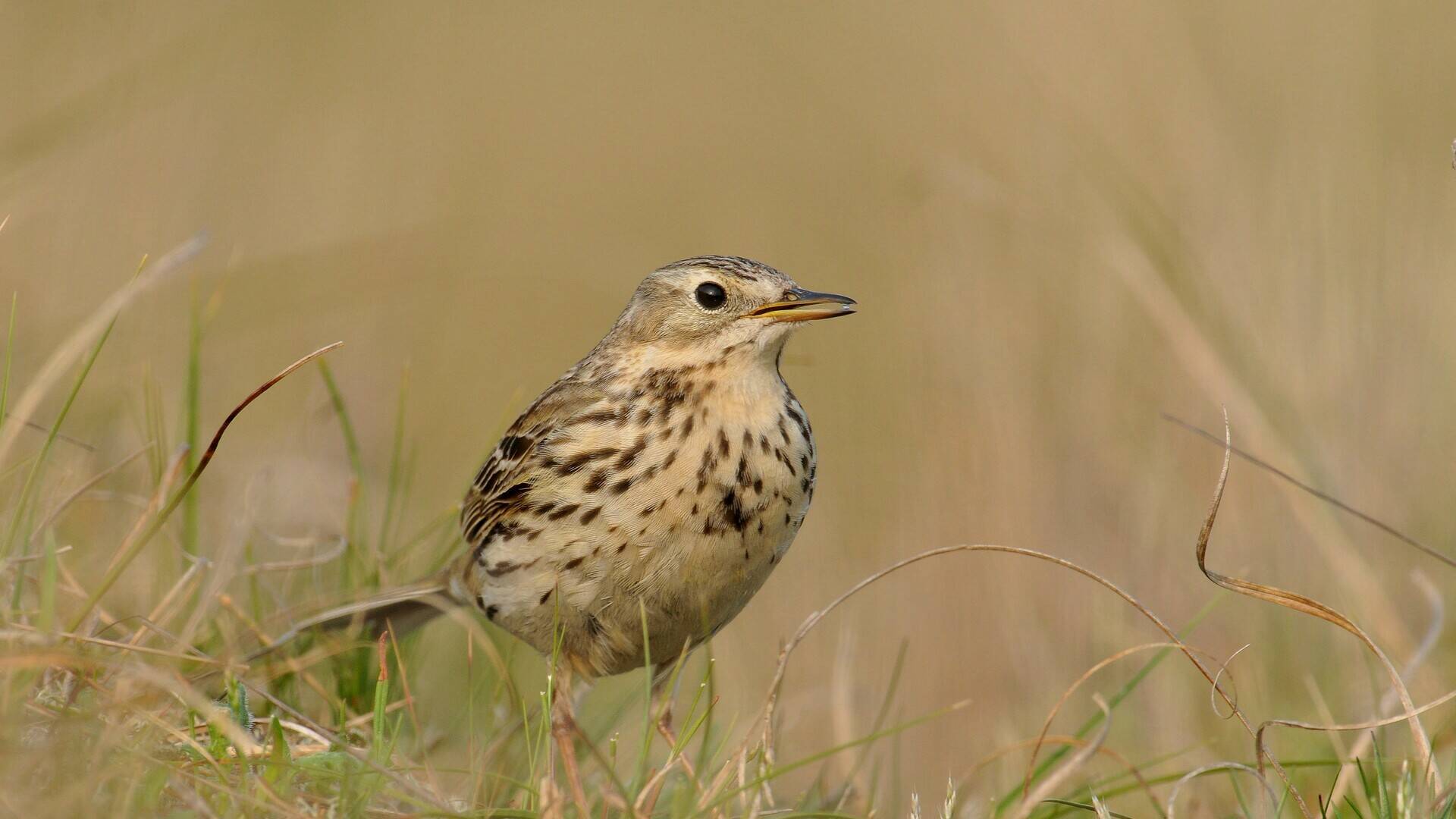 Oiseaux, reptiles, amphibiens, plantes, ... Dans son inventaire, Lancôme recense près de 300 espèces sur son Domaine de La Rose à Grasse