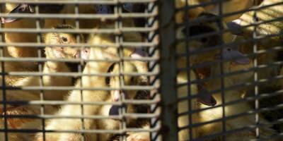 Le ministère de l'Agriculture ordonne le confinement général des volailles françaises en raison de la grippe aviaire