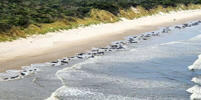 Environ 230 dauphins-pilotes échoués en Australie, 