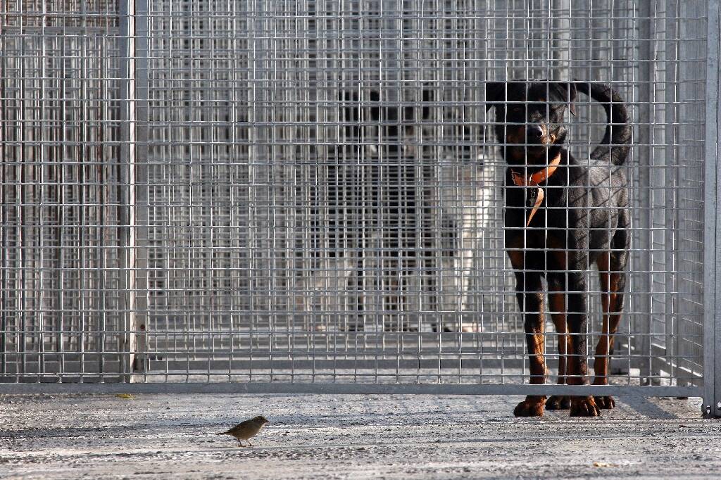 Abandon de chiens et chats: 38.000 prises en charge refusées en 2024 faute de place, selon la SPA