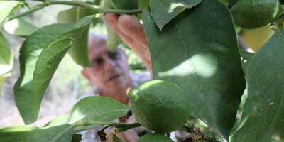 Les citrons de Menton sont-ils en danger?