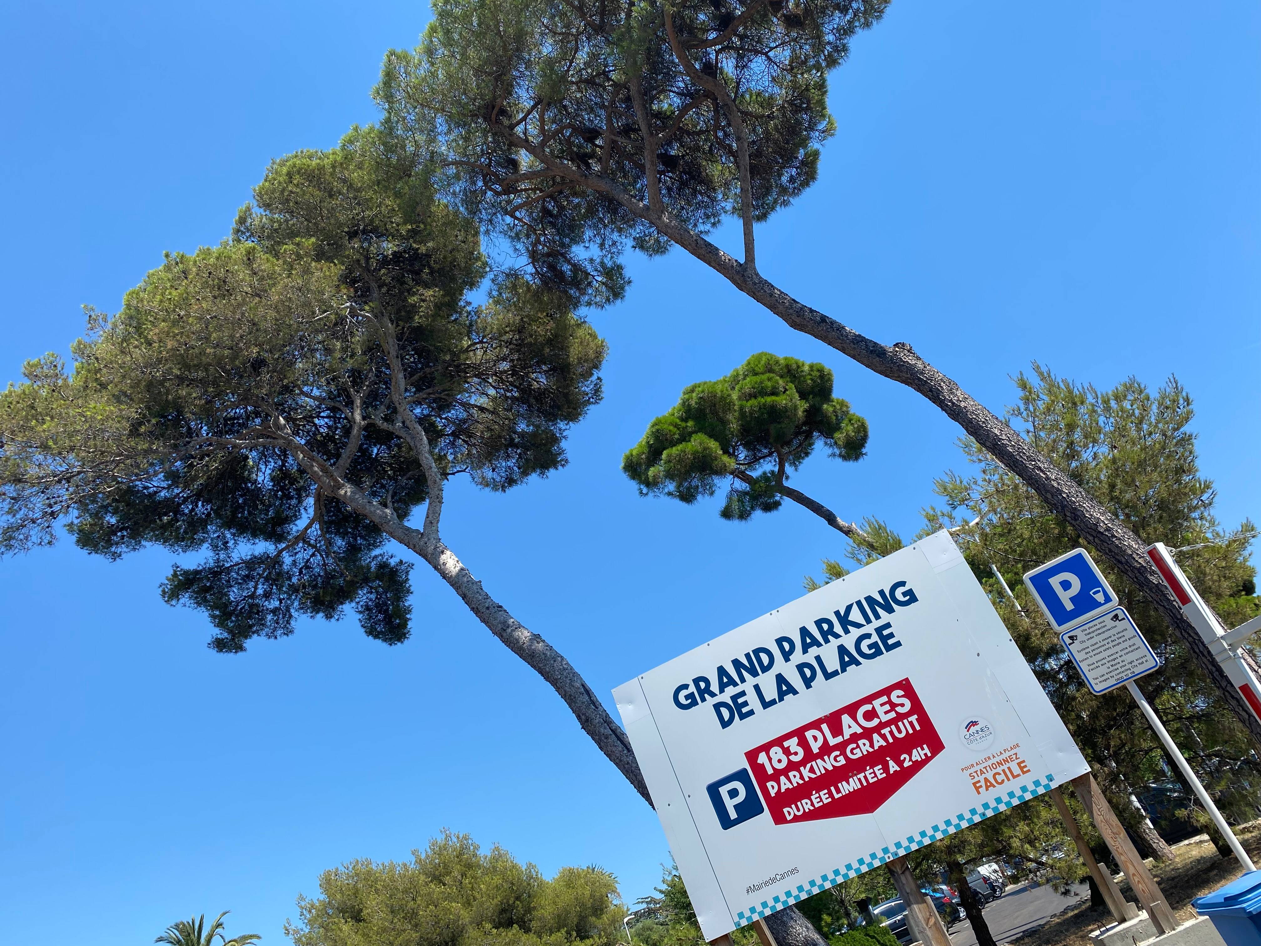 Pourquoi ces trois pins centenaires sur le grand parking de la plage à Cannes vont-ils être abattus?