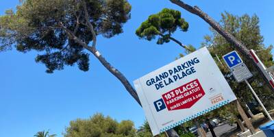 Pourquoi ces trois pins centenaires sur le grand parking de la plage à Cannes vont-ils être abattus?