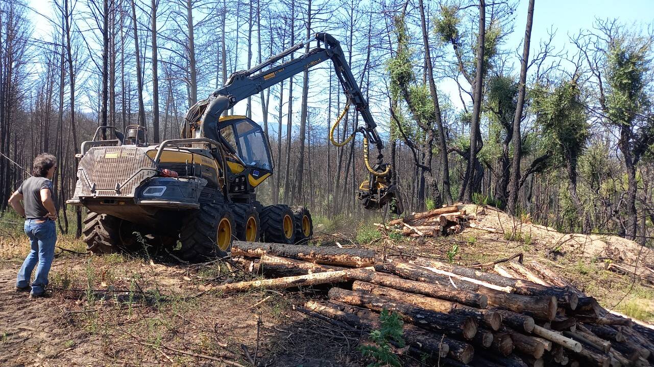 Après les feux de l'été dernier à Grimaud, le long et difficile retour à la normale du Val de Gilly