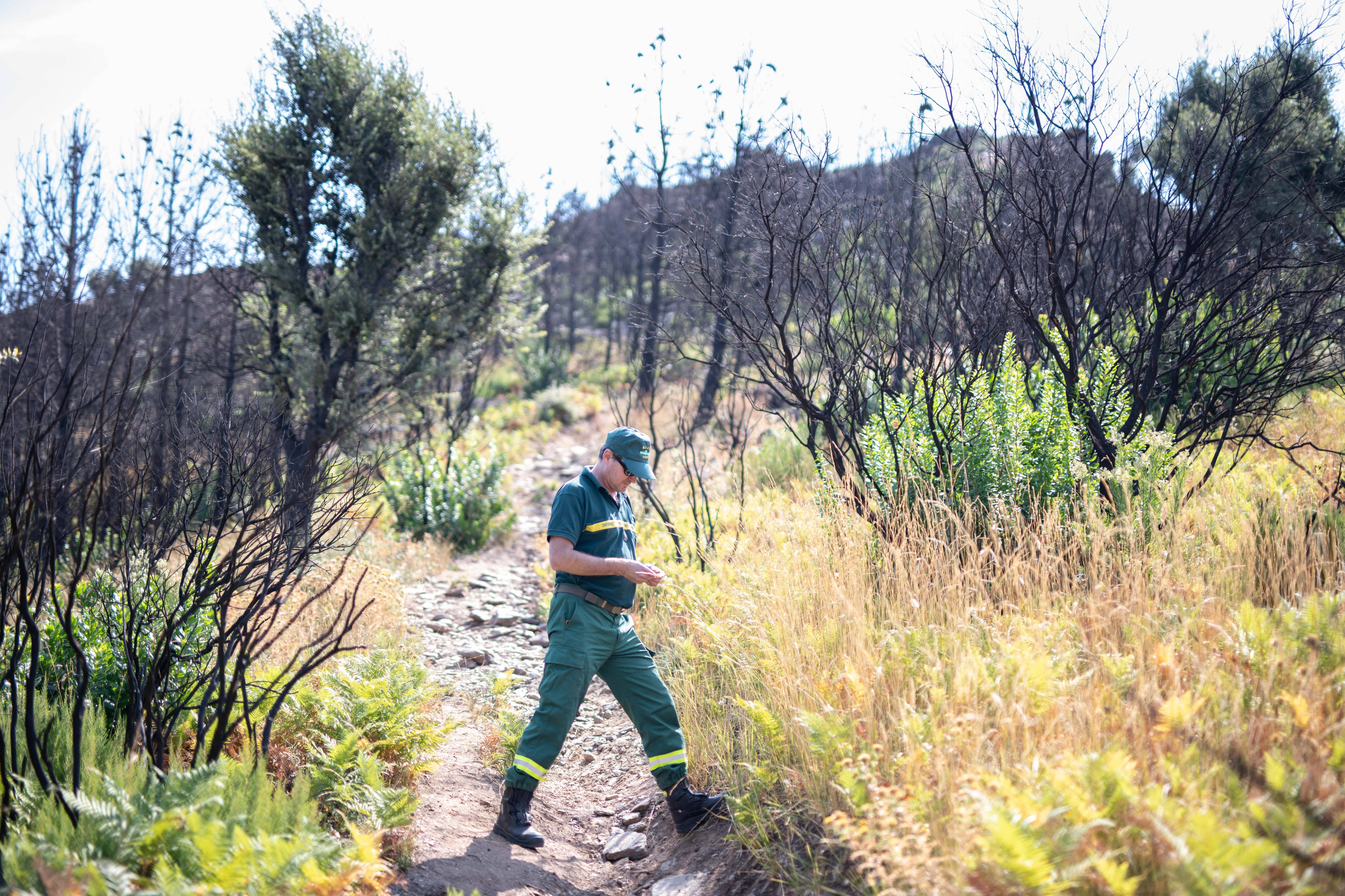 "Le vert est un faux ami", dit l'ONF... Comment le feu de 2021 a appauvri le massif des Maures