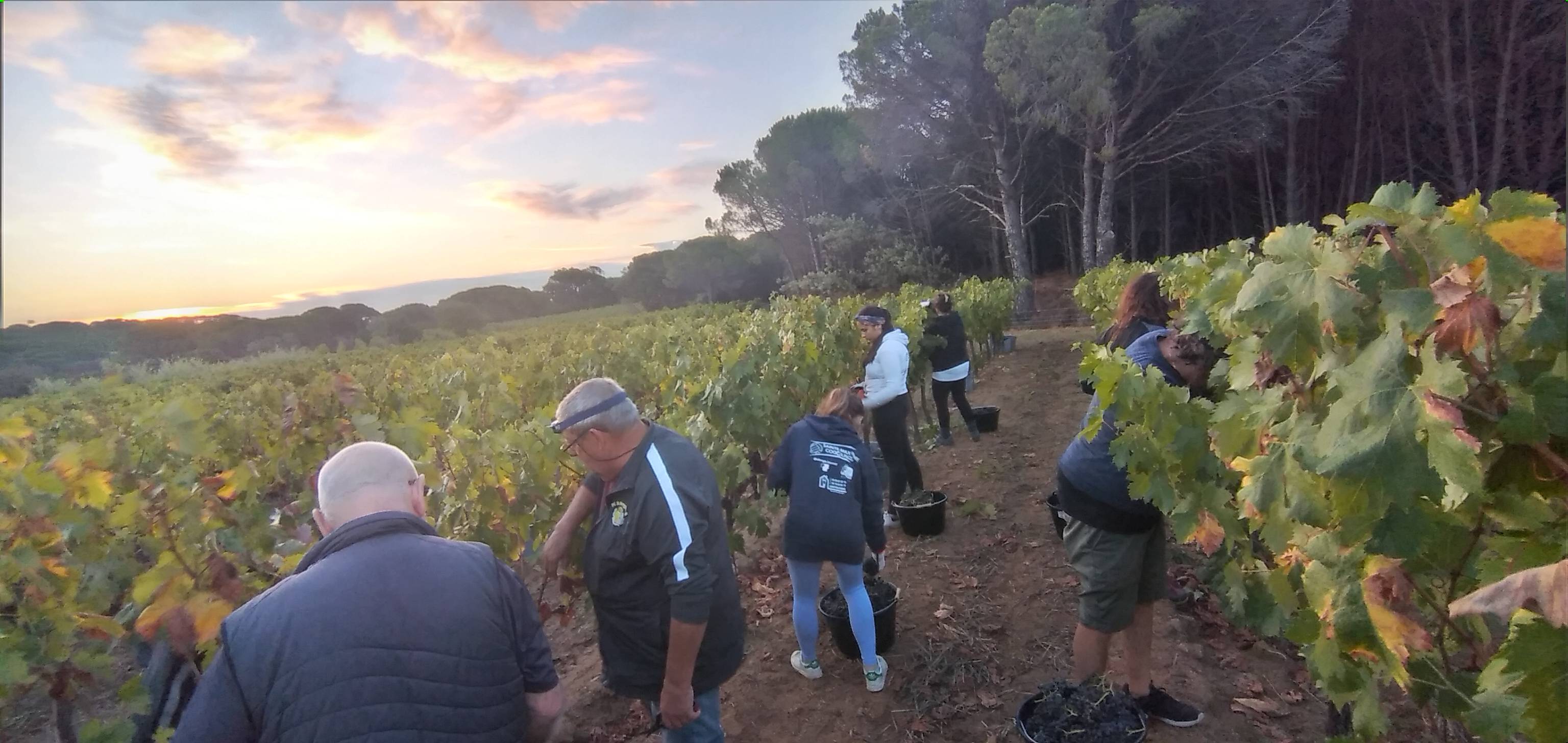À Ramatuelle, le domaine Cagnoli nous ouvre ses portes pendant les vendanges