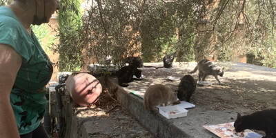 A Beausoleil, une association du quartier du Ténao prend soin des chats errants