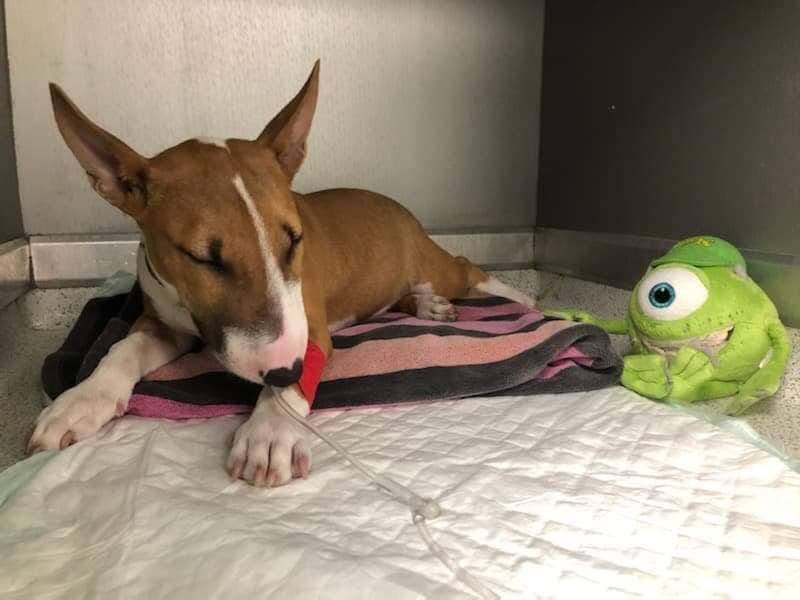 Un chiot battu par son propriétaire de retour entre les mains de celui qui "aurait pu le tuer"?