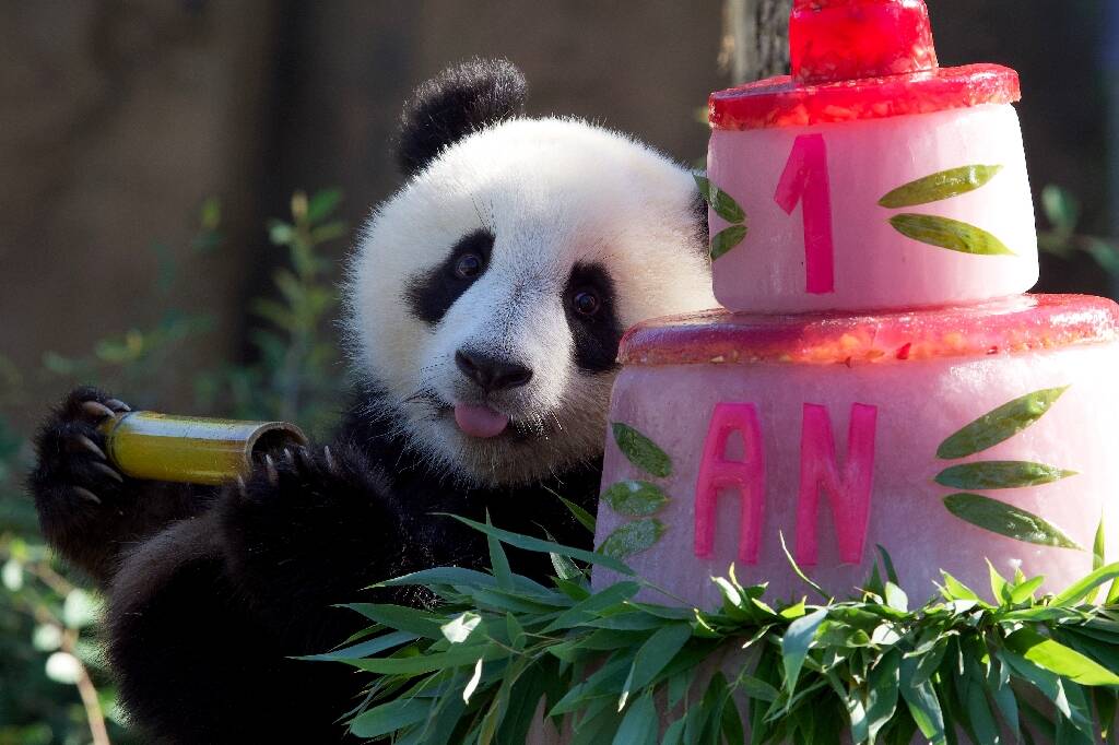 Les jumelles pandas du zoo de Beauval fêtent leur premier anniversaire devant leurs fans