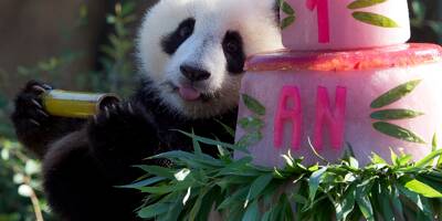 Les jumelles pandas du zoo de Beauval fêtent leur premier anniversaire devant leurs fans