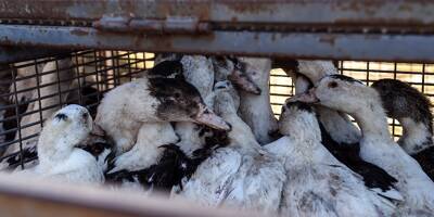 Grippe aviaire: 2,9 millions de volailles abattues depuis le début de la crise