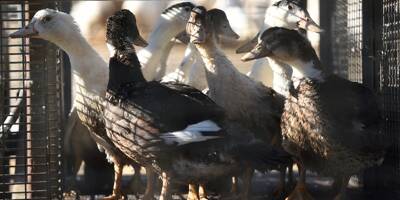 Grippe aviaire: déjà plus de 300.000 volailles d'élevage abattues depuis l'été