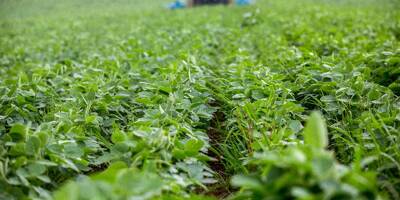 Le soja français veut s'implanter durablement en respectant l'environnement
