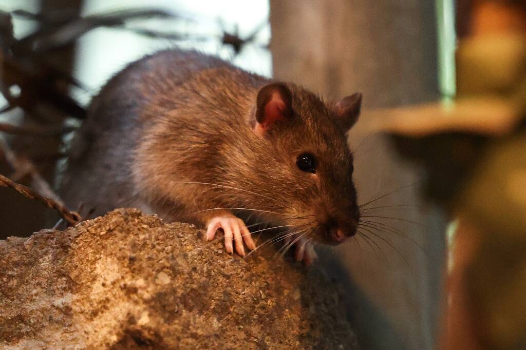 Stresser les rats, la méthode de la ville de New York pour éviter qu'ils ne se reproduisent