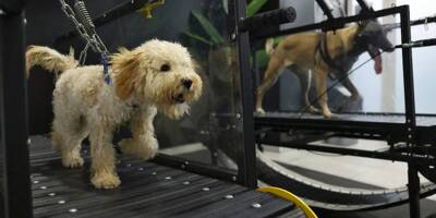 Face aux grosses chaleurs, les chiens ont leur salle de sport à Abou Dhabi