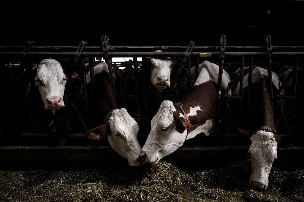 Dermatose des bovins: vaccination obligatoire et abattage "total" dans les foyers d'infection