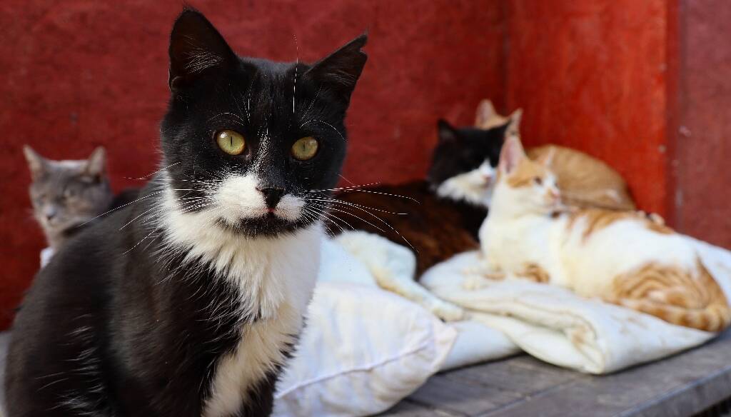 Avoir Un Chien Ou Un Chat Est Il Plus Mauvais Pour L Environnement Que De Rouler En Suv Nice Matin