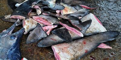 Protection des requins: décision "historique" au sommet sur les espèces menacées