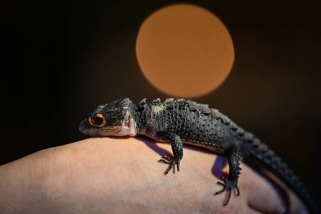 Avoir un chien ou un chat est-il plus mauvais pour l'environnement que de rouler en SUV?