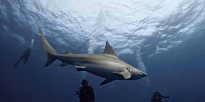 En Floride, les chercheurs veulent redorer l'image du requin