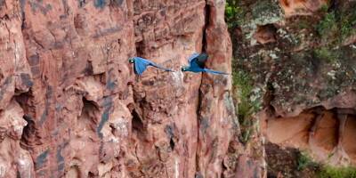 Un perroquet bleu menacé d'extinction suspend la construction d'un parc d'éoliennes au Brésil