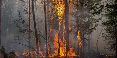 Les feux de forêt multipliés par deux dans le monde en vingt ans