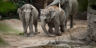 Les scientifiques sont impuissants: un redoutable virus décime les éléphants du zoo de Zürich