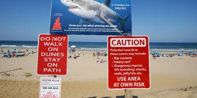Les requins confondent bien les surfers avec leurs proies animales, confirme une étude